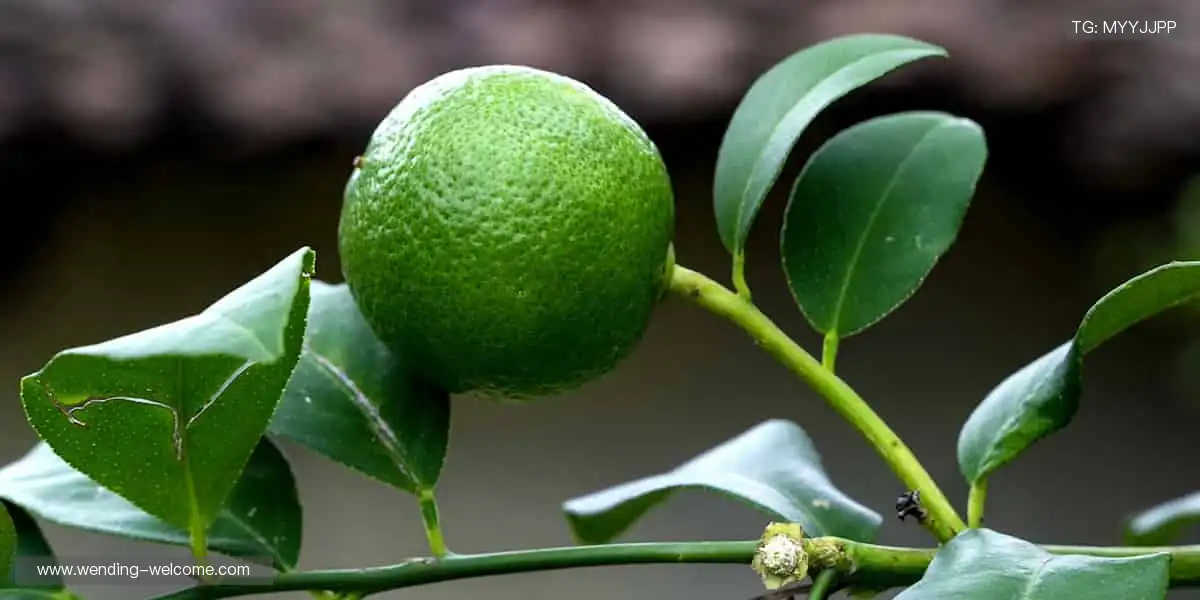 巅峰对决,见证奇迹!⚽️
